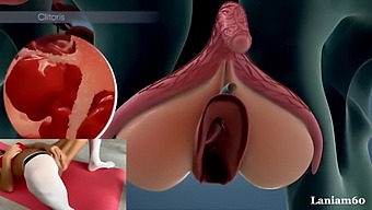 The Science Of Female Orgasms: A Biological Perspective